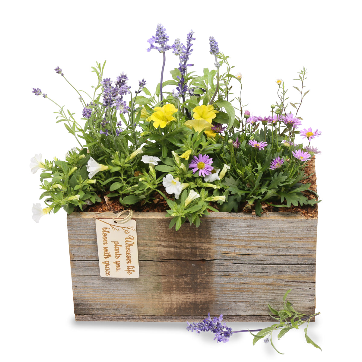Welcome Bebe Gift Crate + Flowers in Easton, MA | The Wild Dahlia at 56 Main
