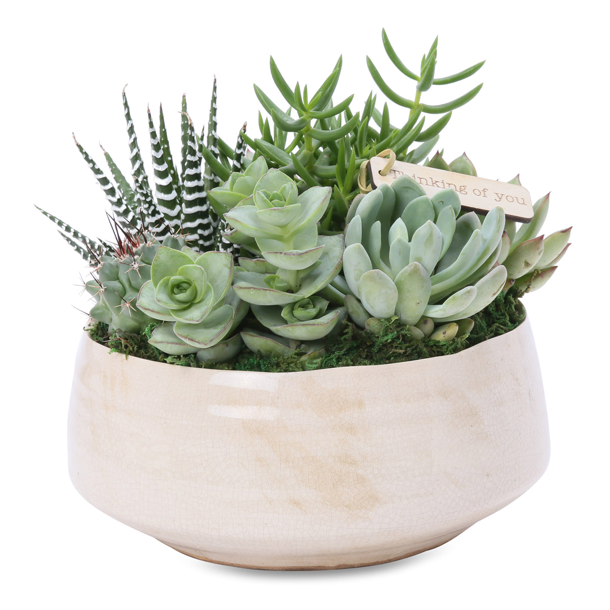 medium succulent zen bowl - Growing Gifts